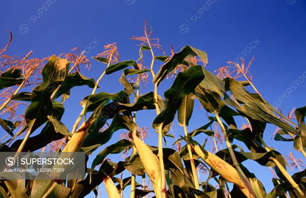 Corn   