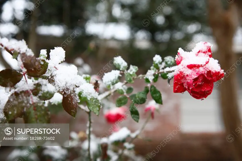 Rose Covered in Snow, Houston, Texas, USA