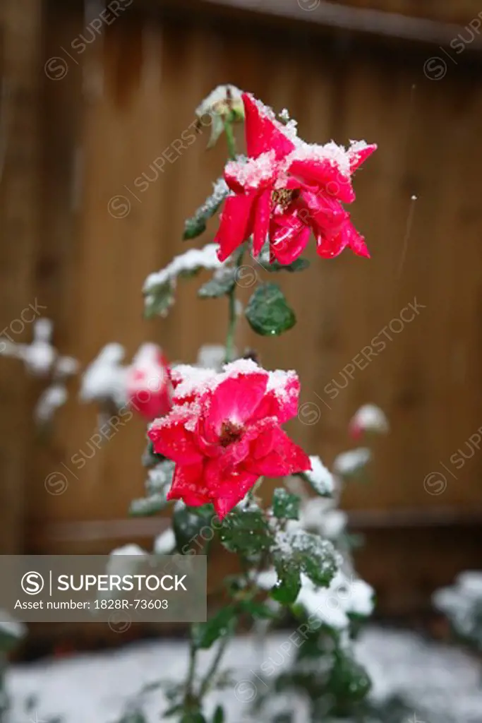 Rose Covered in Snow, Houston, Texas, USA