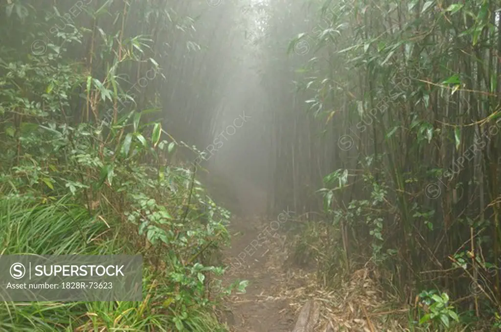 Path through Rainforest to Summit of Fansipan, Hoang Lien Mountains, Vietnam