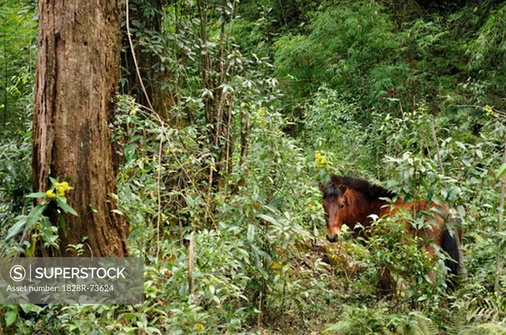 Wild Horse in Rainforest, Fansipan, Hoang Lien Mountains, Vietnam