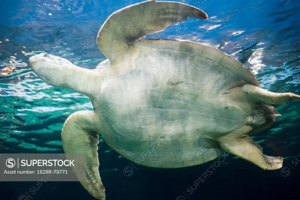 Sea Turtle, Vancouver Aquarium, Vancouver, British Columbia, Canada