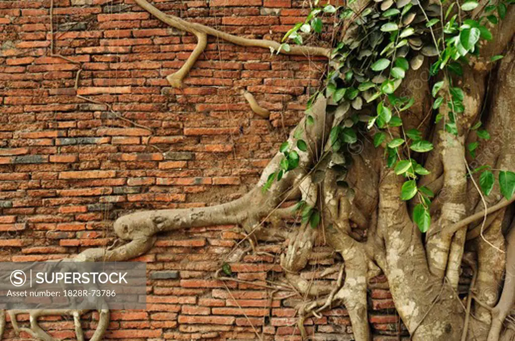 Close-up of Roots on Brick Wall, Wat Mahathat, Ayutthaya, Thailand