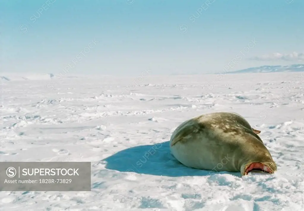Weddell Seal on Frozen Ross Sea, Ross Island, Antarctica
