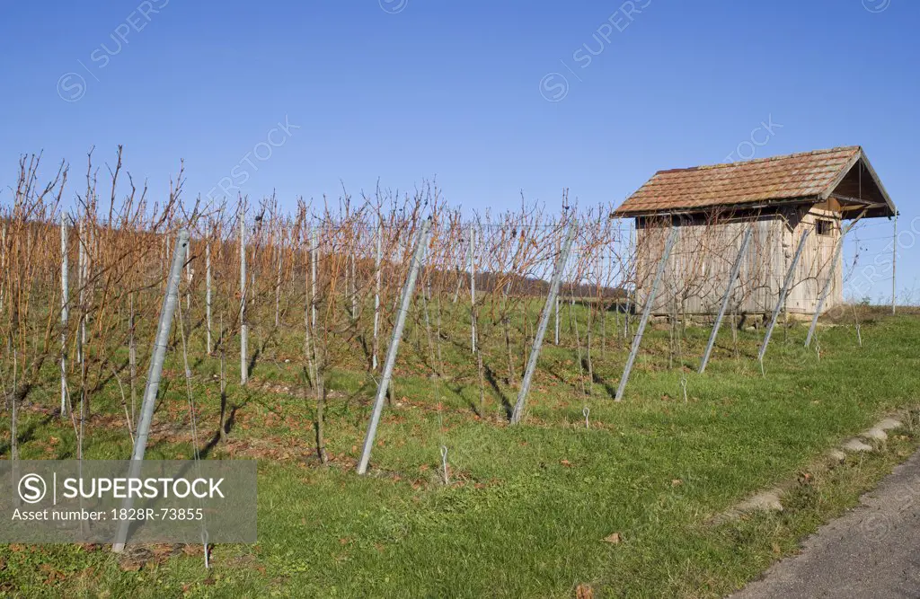 Vineyard in Autumn, Pfalz, Rhineland-Palatinate, Germany