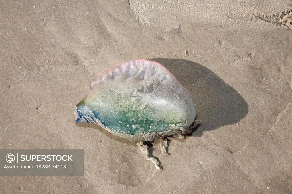 Jellyfish, Galveston, Texas, USA