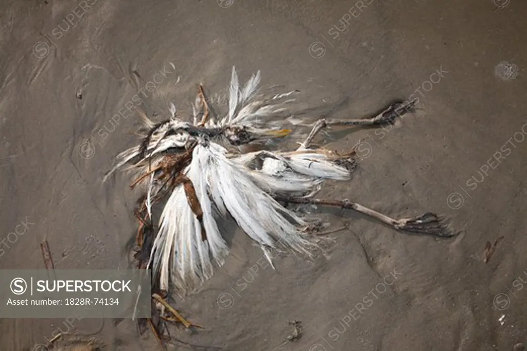 Dead Bird, Galveston, Texas, USA