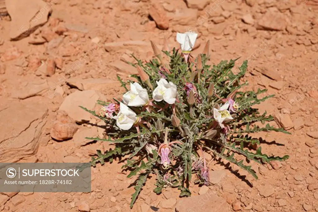 Desert Flower, Page, Lake Powell, Glen Canyon Nation Recreation Area, Arizona, USA