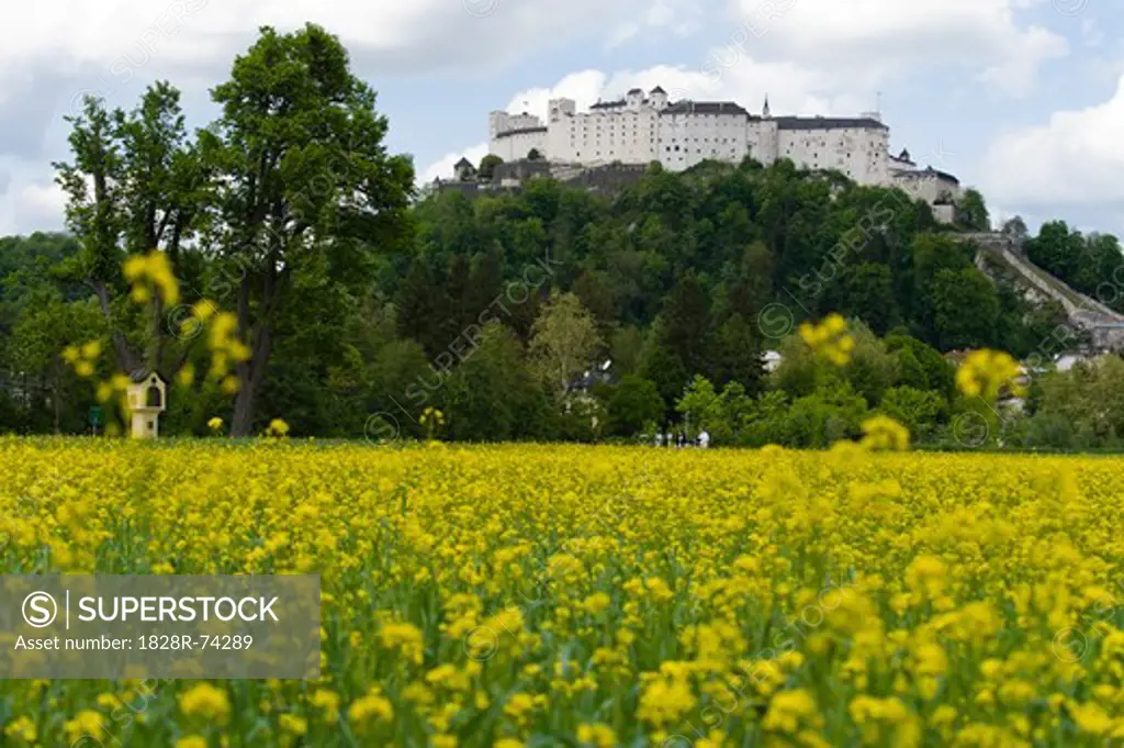 Rape Field, Salzburg, Austria