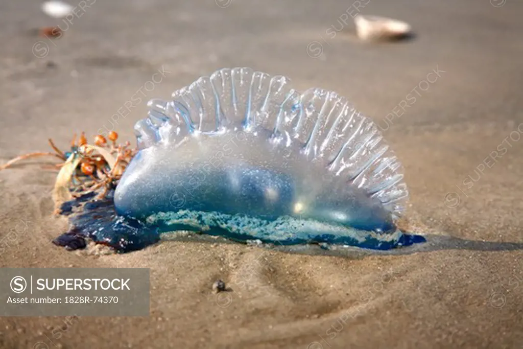 Jellyfish, Galveston, Texas, USA