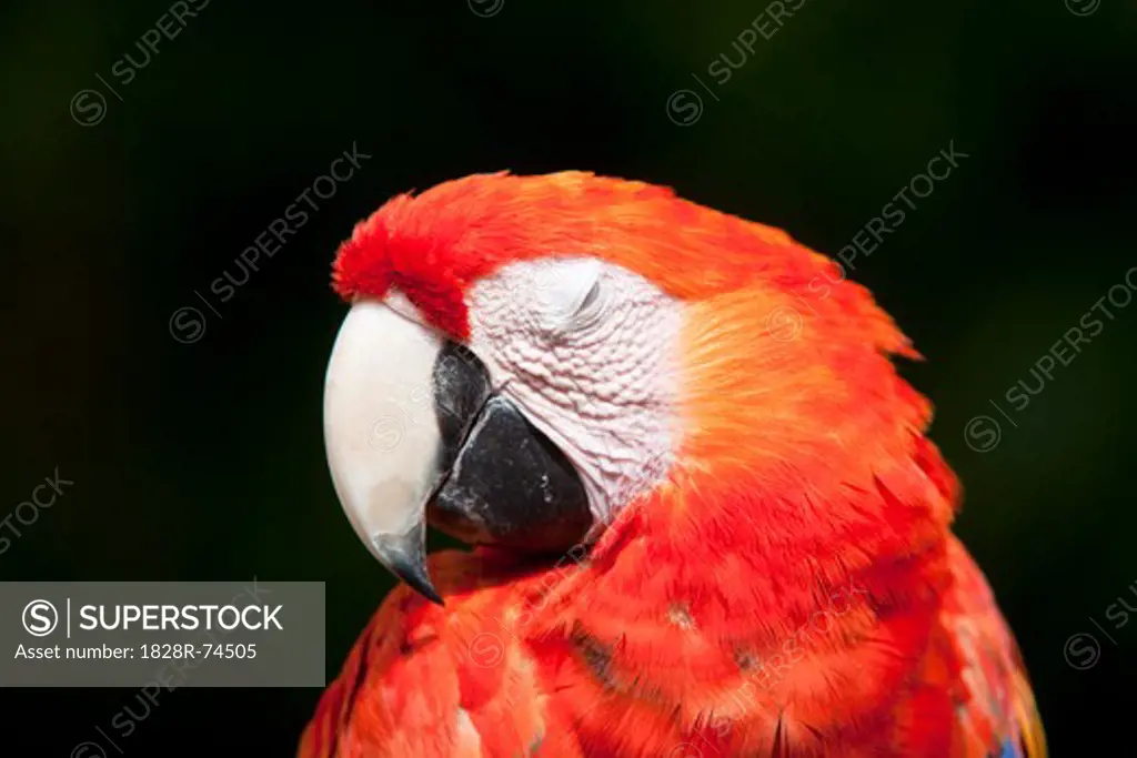 Close-up of Parrot
