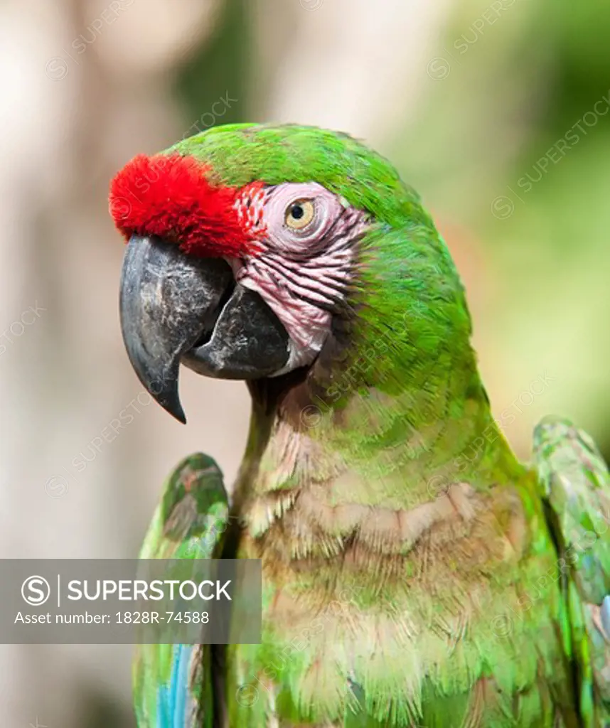 Close-up of Parrot