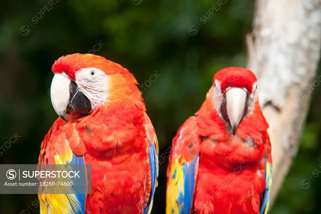 Close-up of Parrots