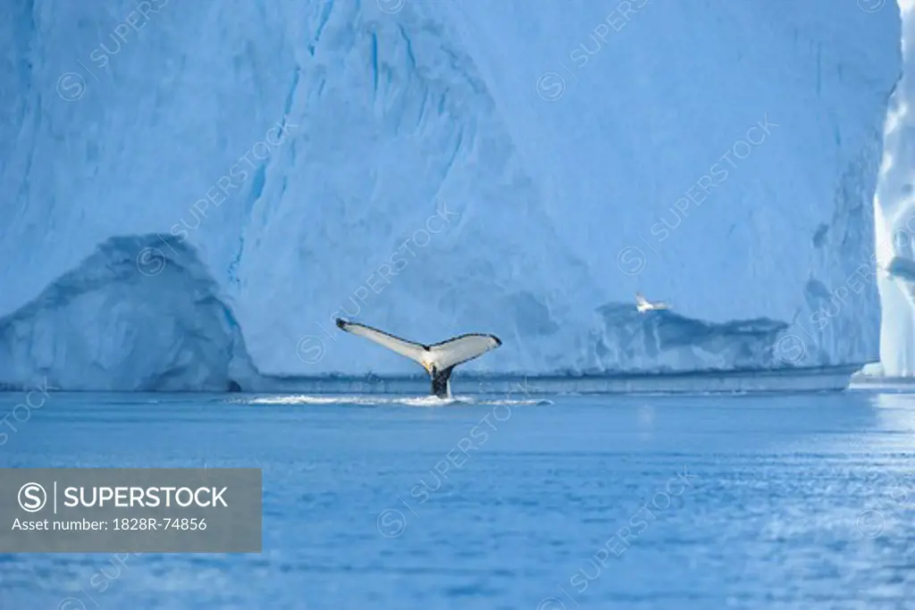 Humpack Whale, Disko Bay, Ilulissat Icefjord, Ilulissat, Greenland