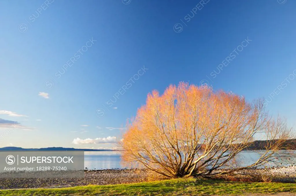 Lake Taupo, Waikato, North Island, New Zealand