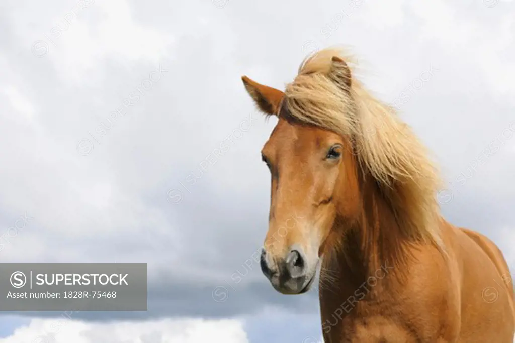 Portrait of Icelandic Horse, Vik, South Iceland, Iceland