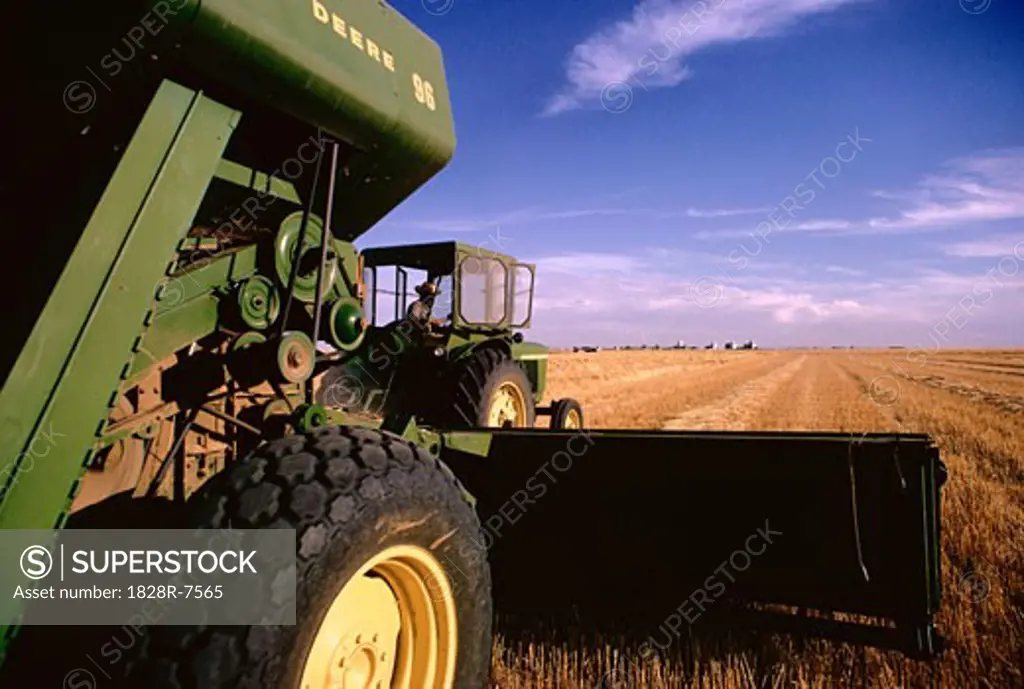 Man in Tractor, Wheat Harvest   