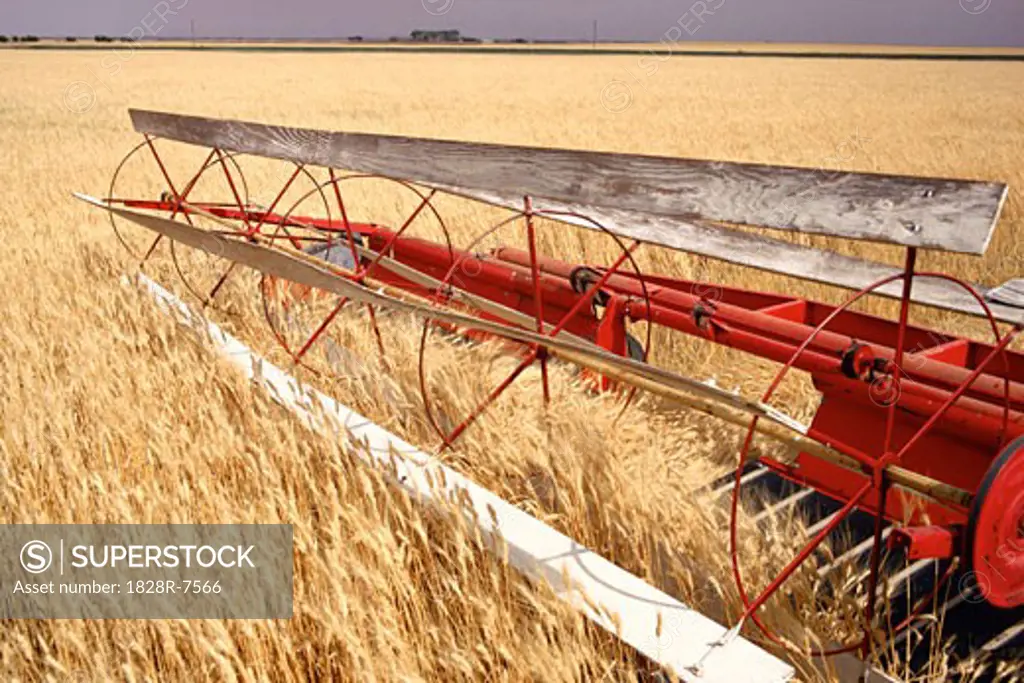 Wheat Harvest, Saskatchewan, Canada   