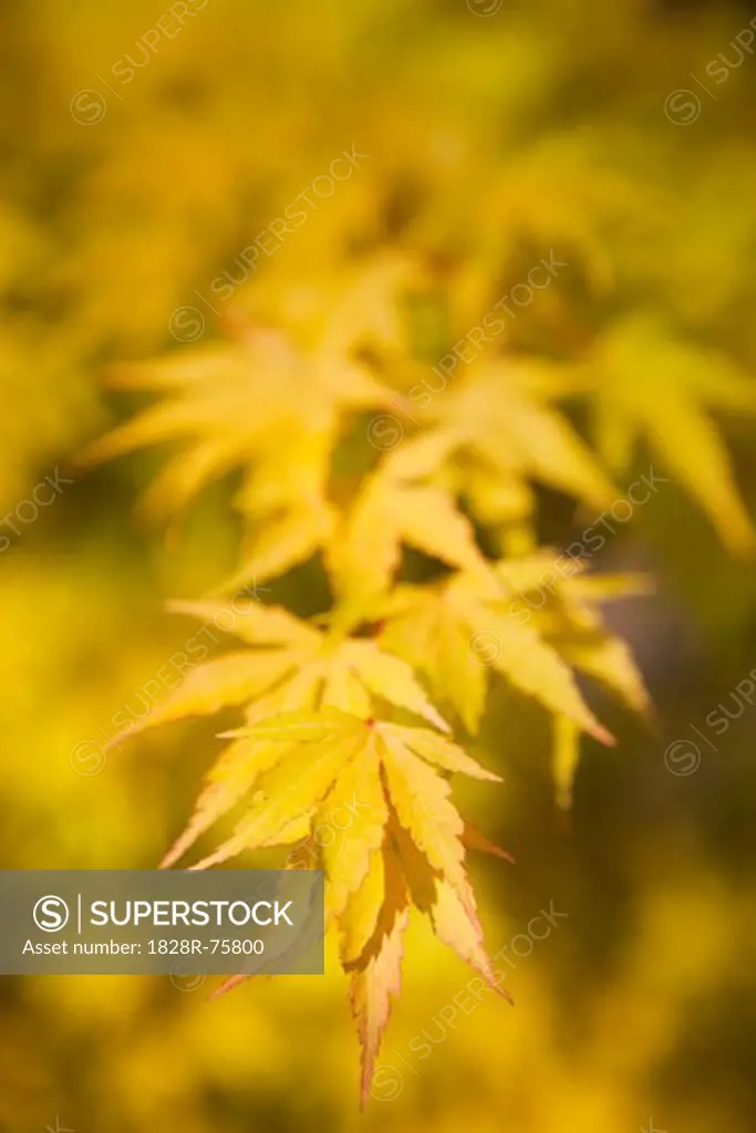 Close-up of Japanese Maple Leaves, Seattle, Washington, USA