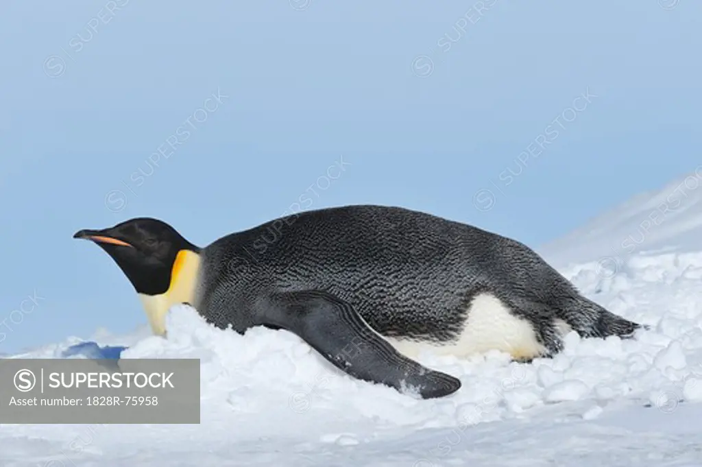 Emperor Penguin, Snow Hill Island, Antarctic Peninsula