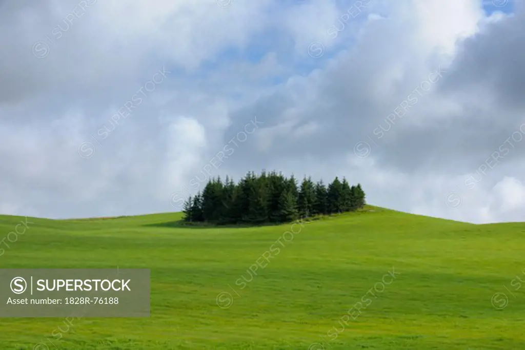 Conifer Trees in Field, South Iceland, Iceland