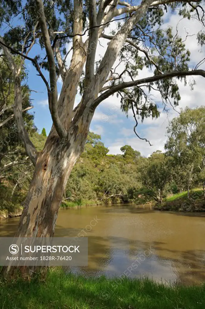 Yarra River, Yarra Bend Park, Melbourne, Australia