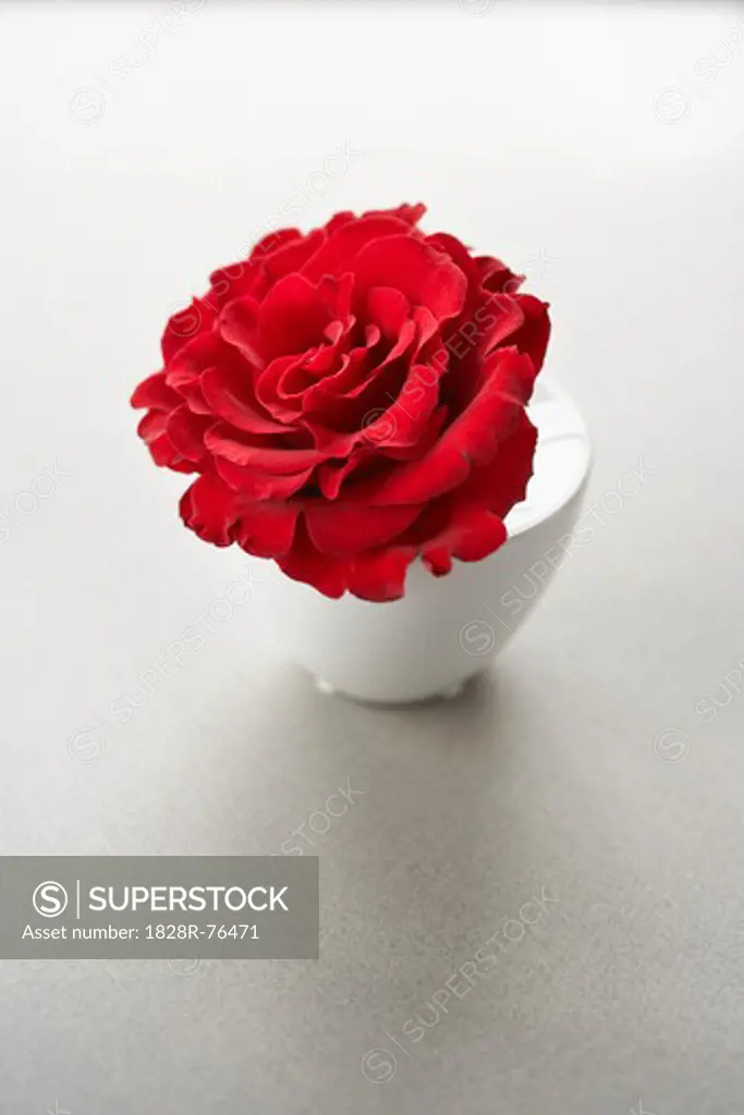Red Rose in a Vase