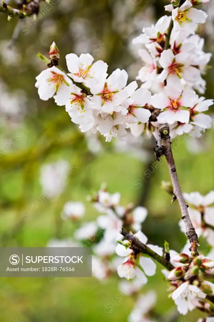 Close-up of Almond Blossom, Mallorca, Spain