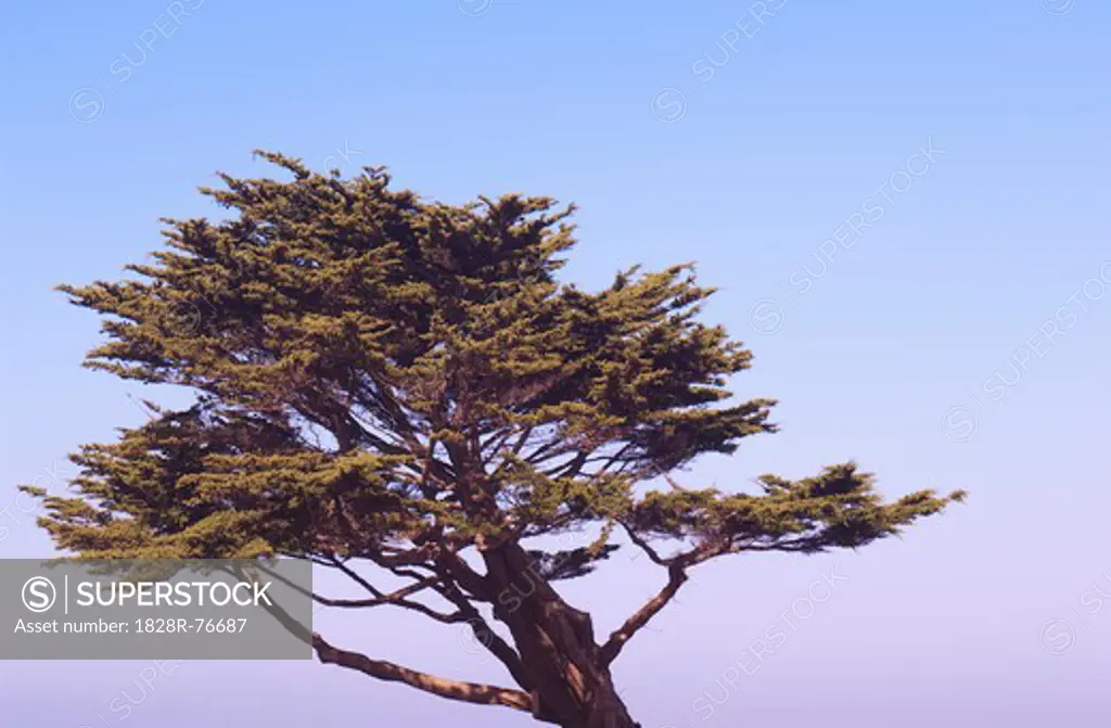 Cypress Tree, Northern California, California, USA