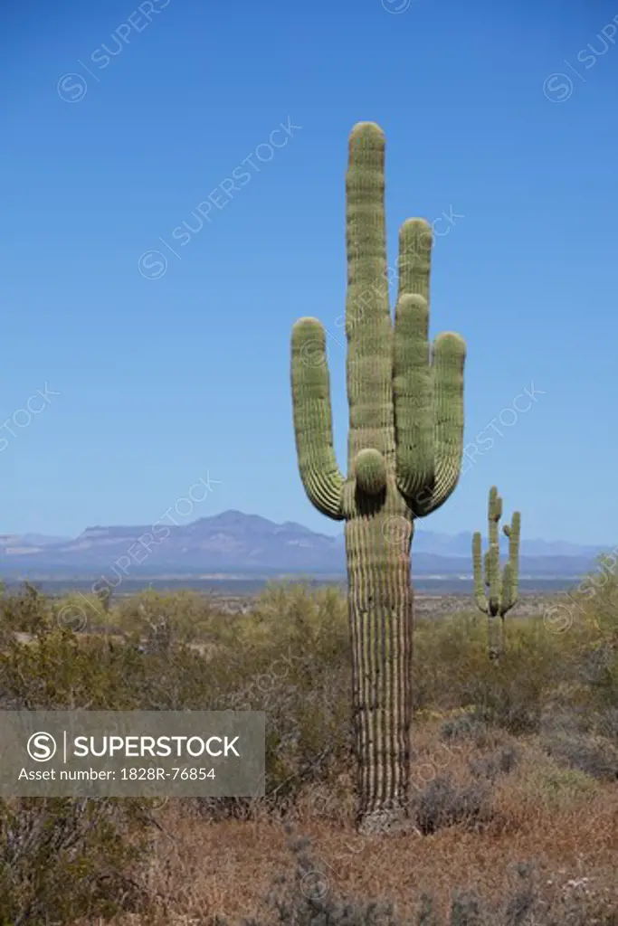 Saguaro Cactus, Western Arizona, USA