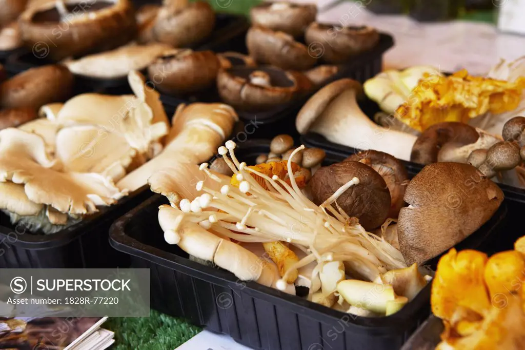 Variety of Mushrooms, Salisbury Market, Salisbury, Wiltshire, England