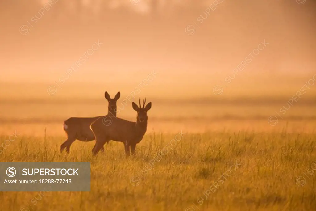 Roe Deer in Field, Germany