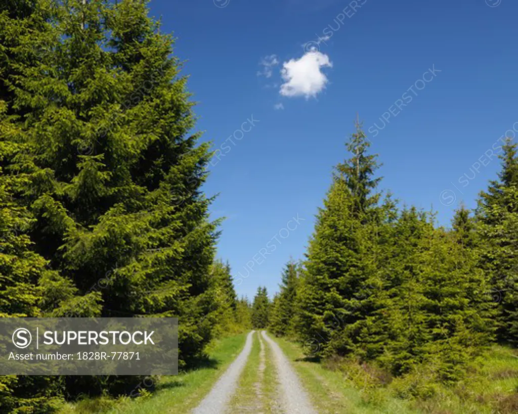 Dirt Road, Forest, Harz National Park, Lower Saxony, Germany