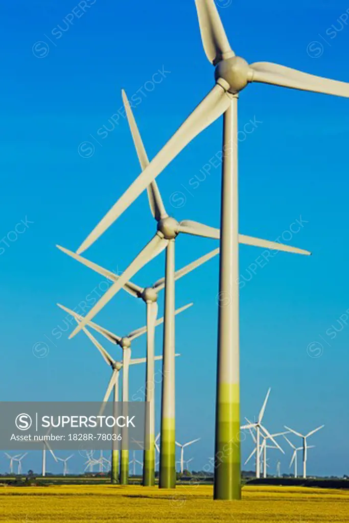 Wind Farm in Canola Field, Dagebull, Nordfriesland, Schleswig-Holstein, Germany