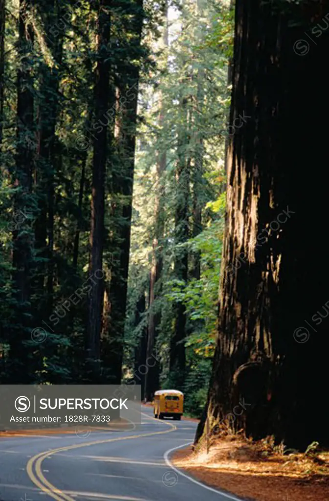 Avenue of Giants, Redwoods, California, USA   