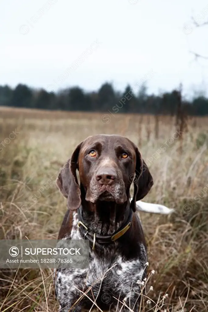 Portrait of Dog, Houston, Texas, USA