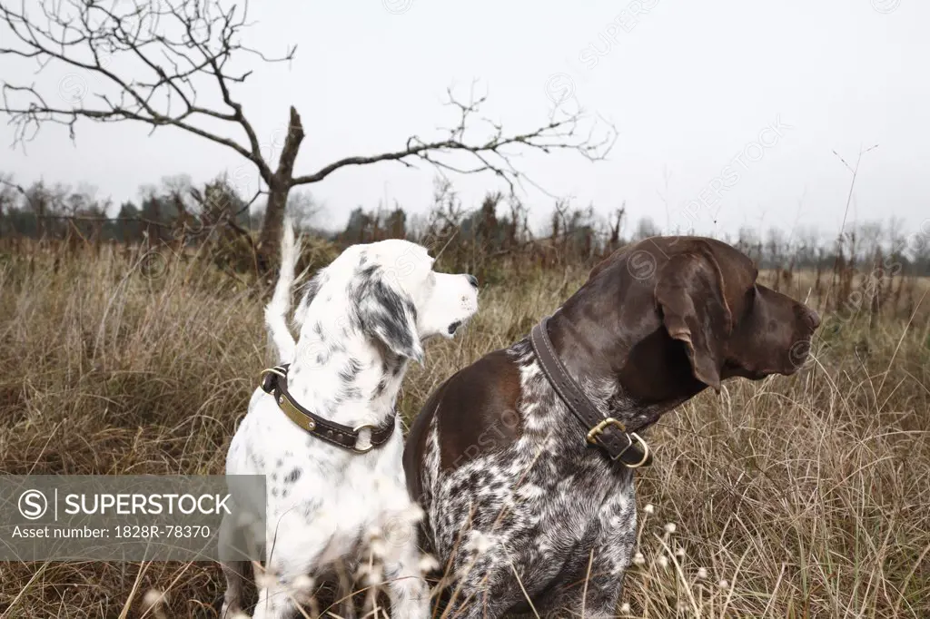 Two Dogs in Field, Houston, Texas, USA