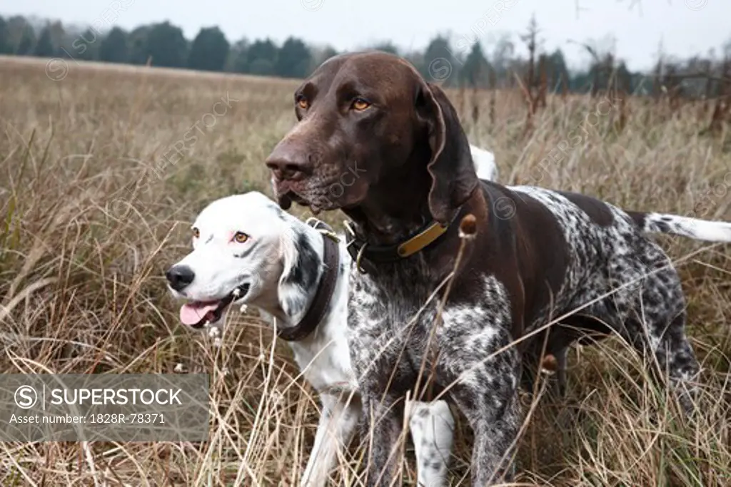 Two Dogs in Field, Houston, Texas, USA