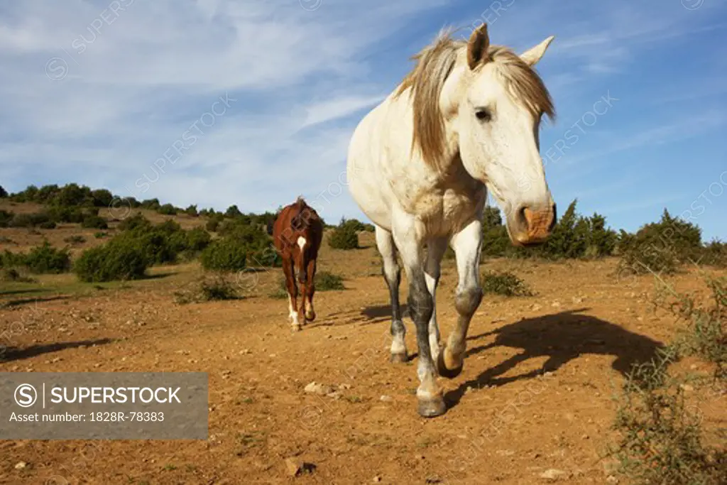 Horses, Aude, Languedoc-Roussillon, France