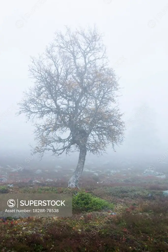 Tree in Misty Field in Autumn, Sweden
