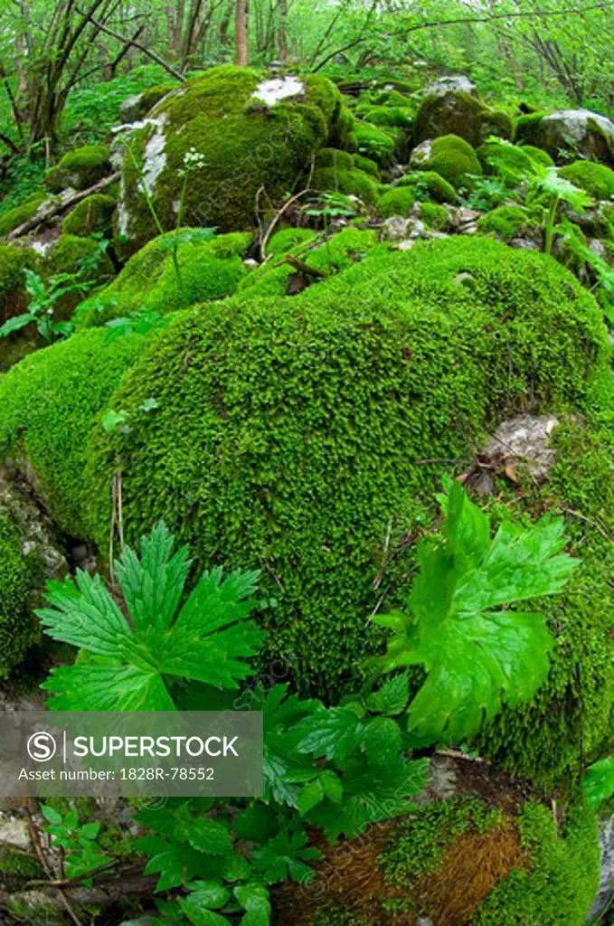 Moss Covered Rocks in Forest, Soca River, Slovenia