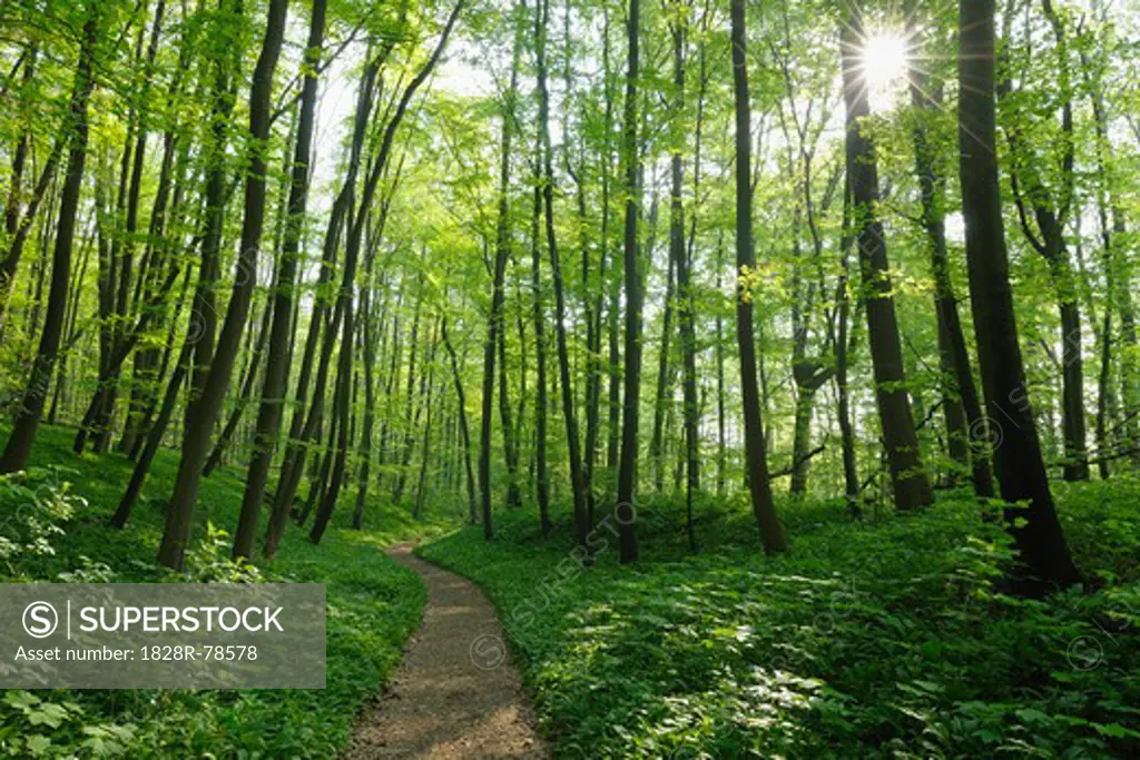 Path Through Beech Forest in Spring, Hainich National Park, Thuringia, Germany