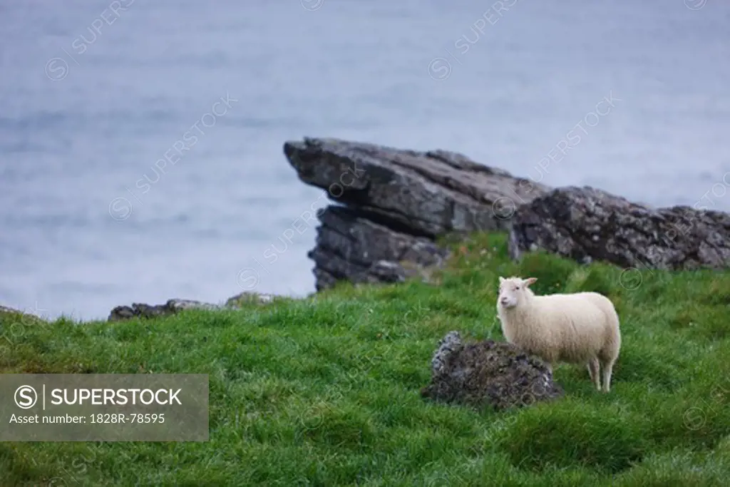 Sheep, Strandir Region, Westfjords, Iceland