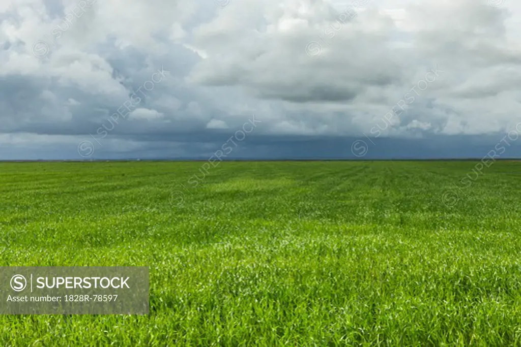 Grass Field, South Iceland, Iceland