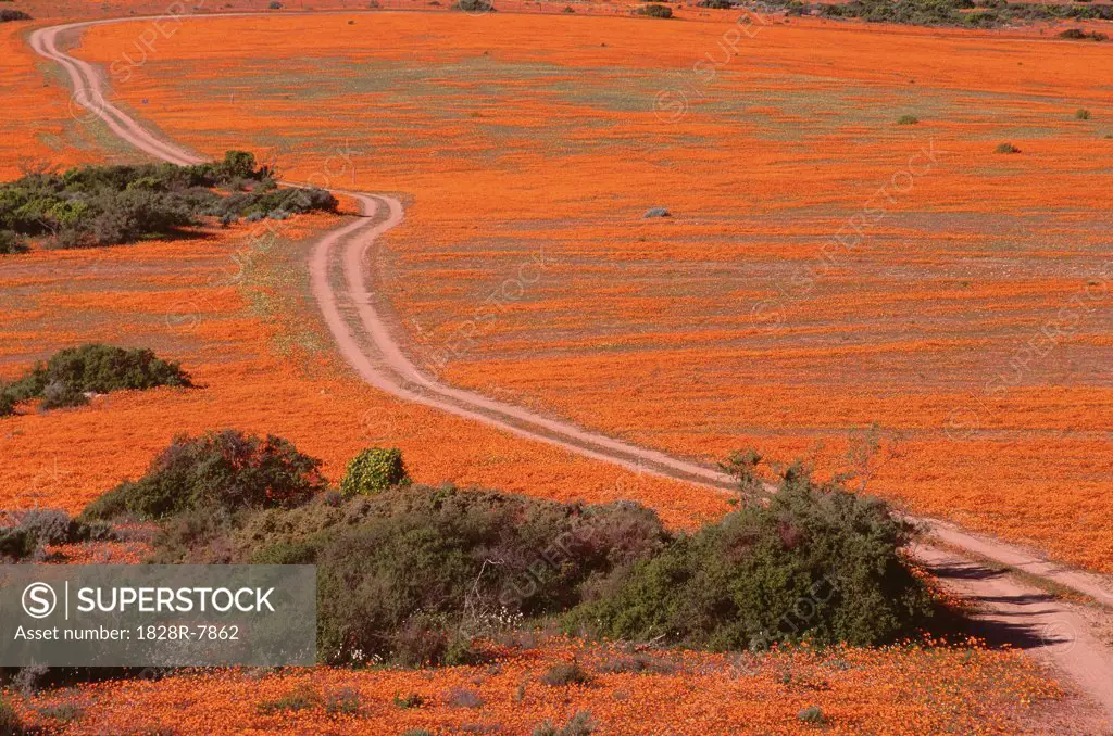 Road Through Wildflowers, Namaqualand, South Africa   