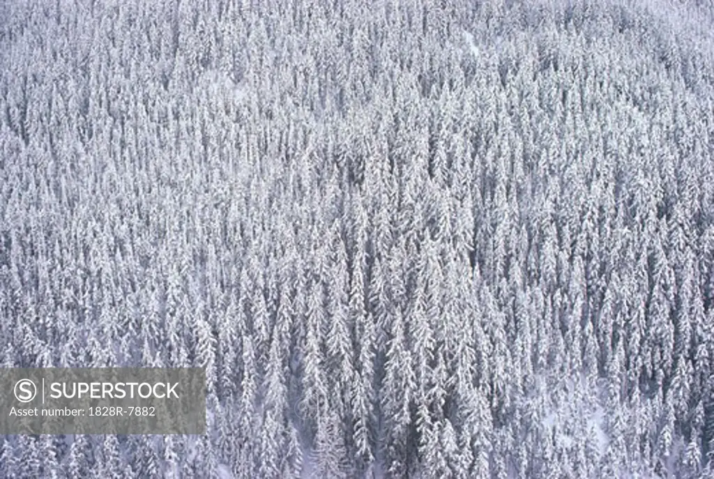 Snow-Covered Trees, Manning Provincial Park, British Columbia, Canada   