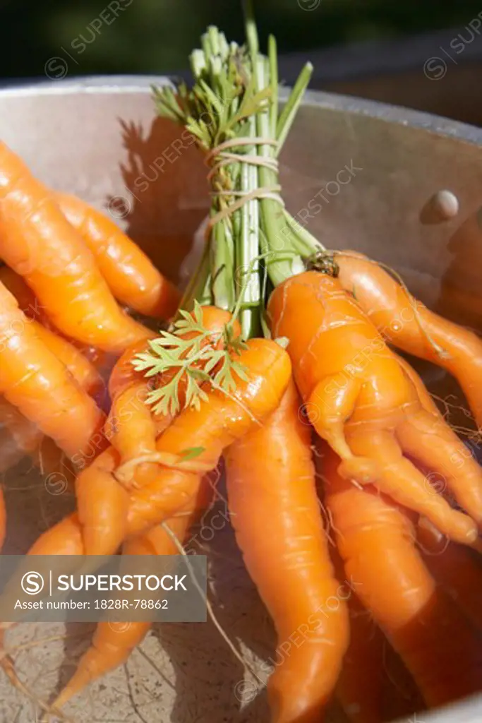 Close-up of Carrots, Portor, Aust-Agder, Western Norway, Norway