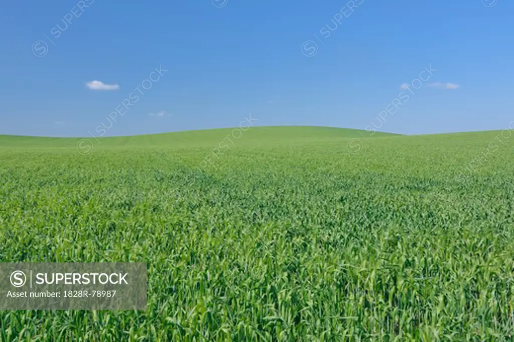 Wheat Field, Andalusia, Spain