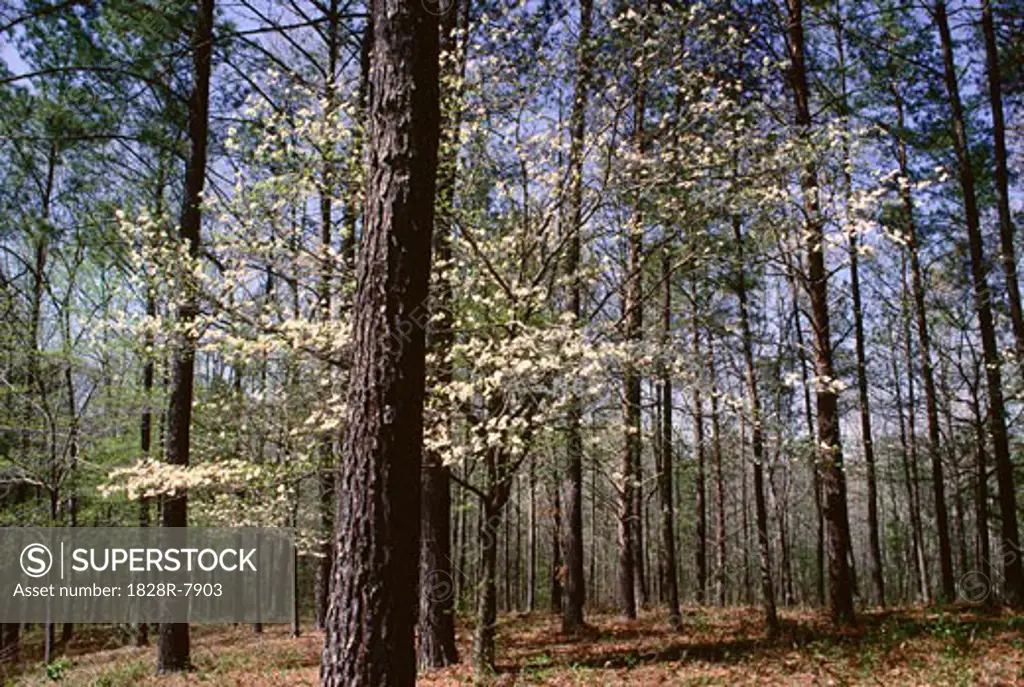 Pine Trees & Dogwood in Spring near Birmingham, Alabama, USA   