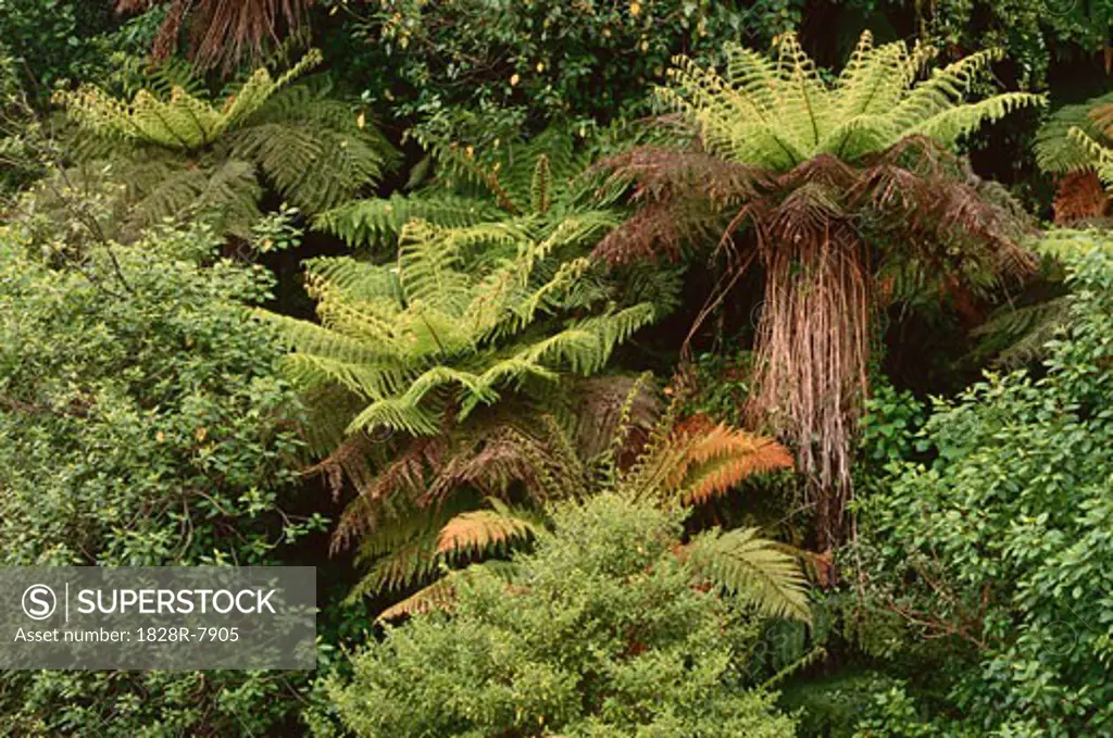 Tree Ferns and Native Vegetation, near Jackson's, Highway 73, South Island, New Zealand   